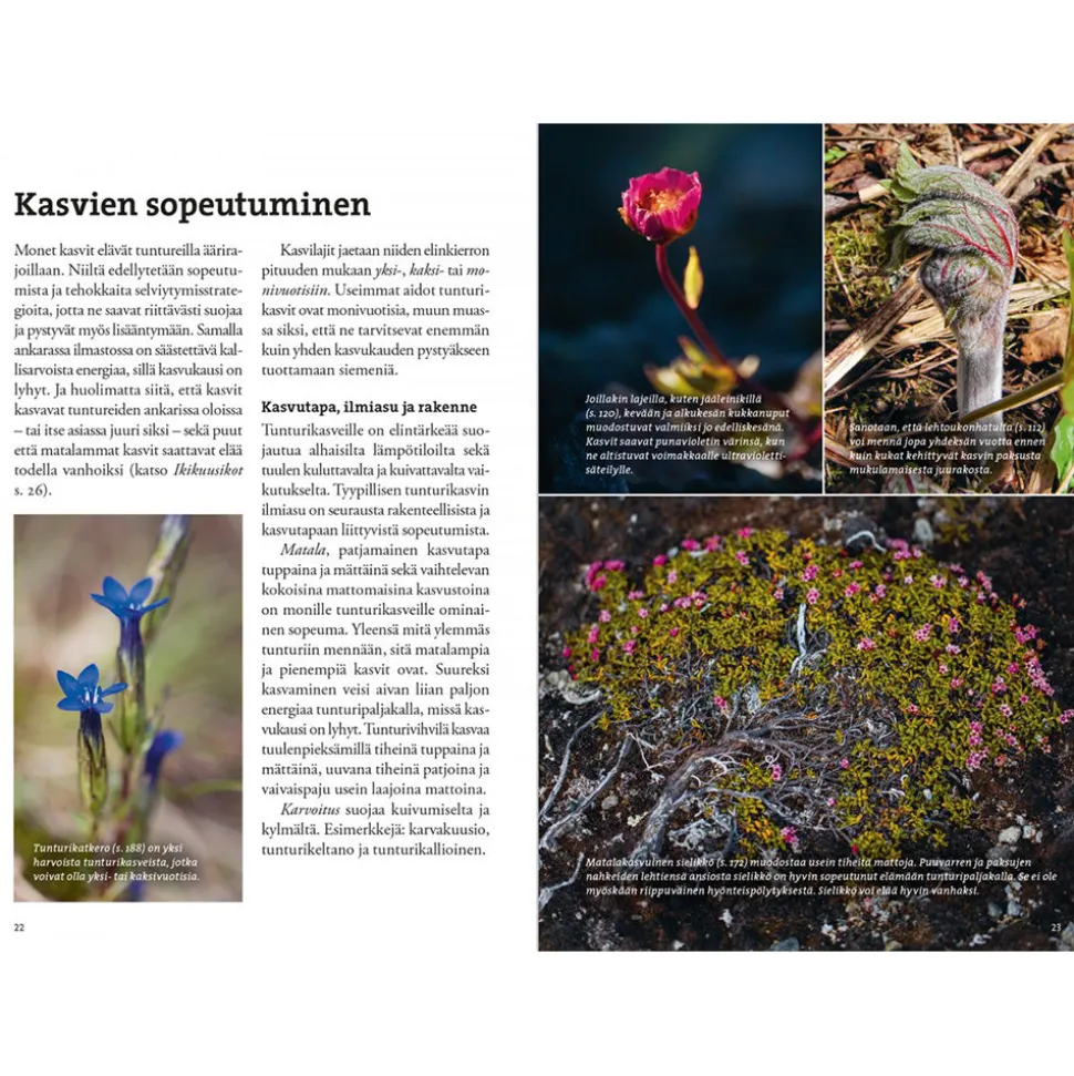 Vaeltajan Tunturikasvio